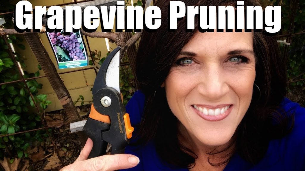Grapevine Pruning - Spur Pruning & Basic Grapevine Parts Explained // Growing Backyard Grapes
