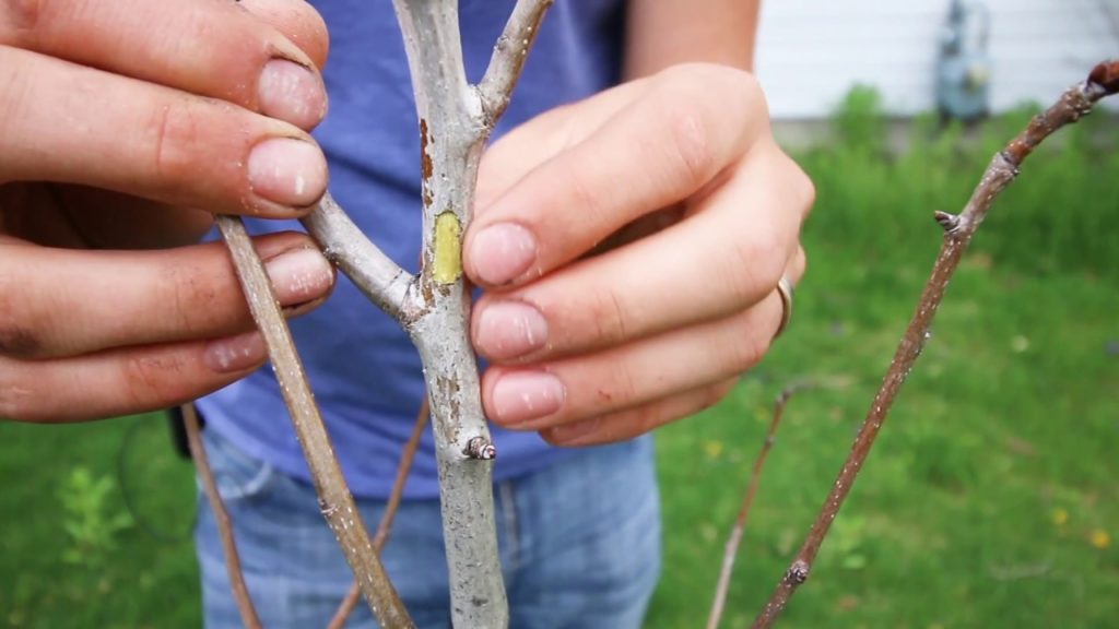 This Simple and FREE Test Tells You If Your Fruit Tree is Dead or Dormant
