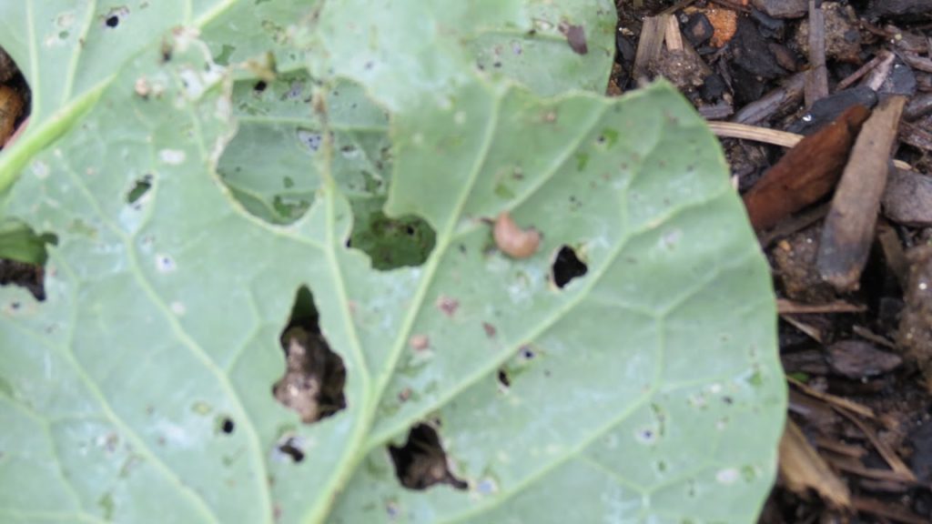 Gary Pilarchik: How to Use & Make Neem Oil Spray: Clearly Identifying Whiteflies, Asparagus Beetles, Snails & Slugs How to Use & Make Neem Oil Spray: Clearly Identifying Whiteflies, Asparagus Beetles, Snails & Slugs