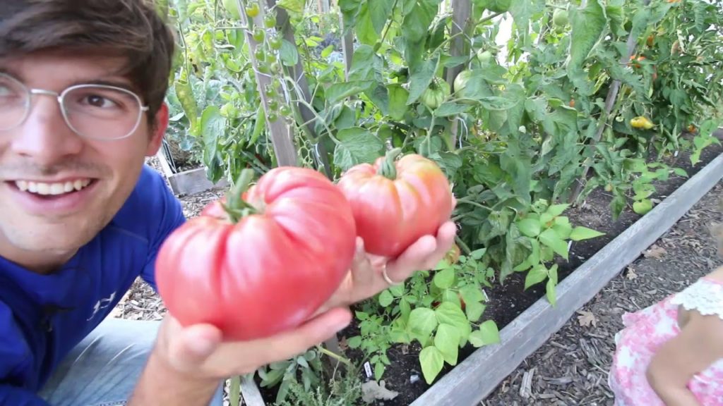 Harvesting The Largest and Most Unique Heirloom Tomatoes We Have Ever Grown!