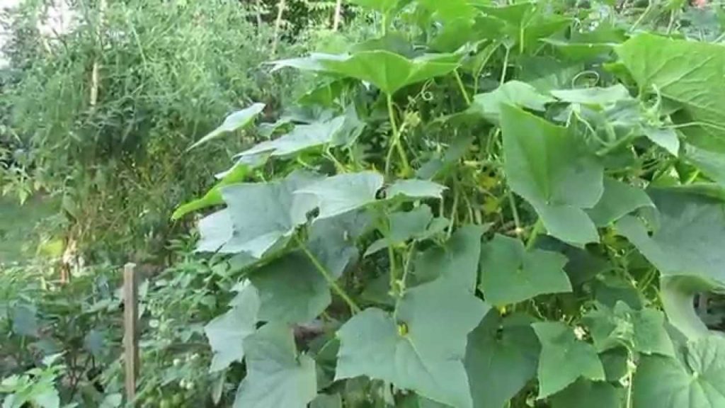 Gary Pilarchik: Some of My Tips For Growing Cucumber Plants – TRG 2014 Some of My Tips For Growing Cucumber Plants - TRG 2014
