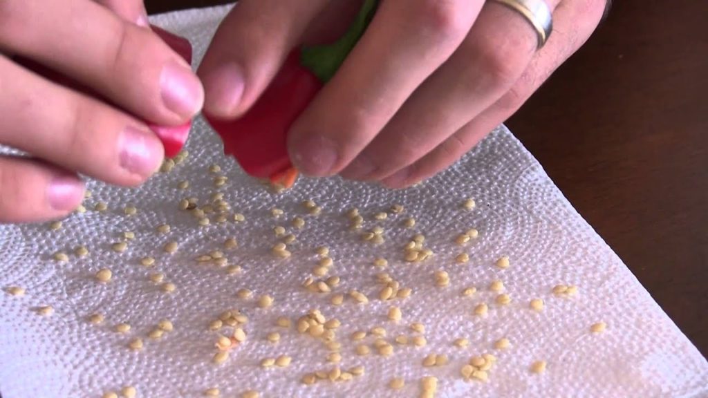 Never Buy Pepper Seed Again - How To Save Pepper Seed