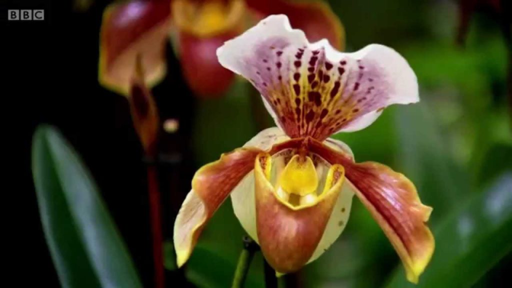 Gardens Ity 3 Rich and Famous