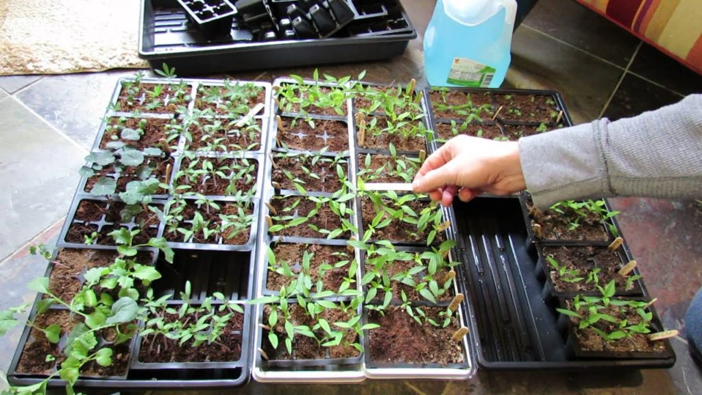 Identifying True Leaves and When & How to Feed Your Tomato/Pepper/Vegetable Seed Starts - TRG 2015