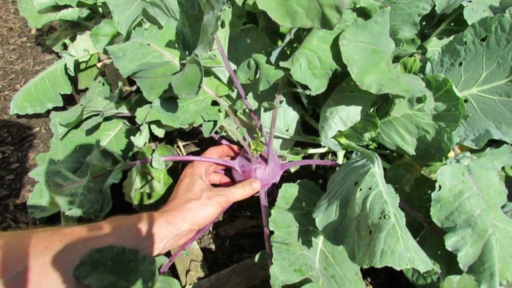 How to Harvest and Prepare Kohlrabi: It Tastes Great! - The Rusted Garden 2013