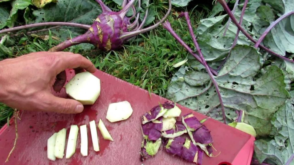 Gary Pilarchik: Growing and Picking Garden Kohlrabi: A Great Vegetable! Growing and Picking Garden Kohlrabi: A Great Vegetable!