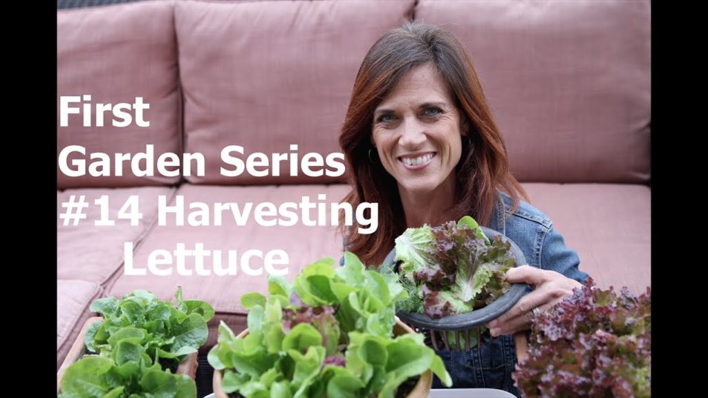 First Garden Series #14 - Harvesting Lettuce and First Garden Salad!