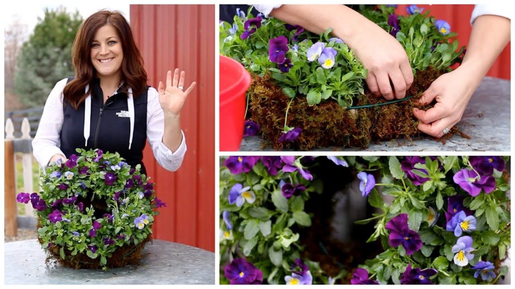 Garden Answer: How to Make a Pansiola Wreath (Full Version) How to Make a Pansiola Wreath (Full Version)