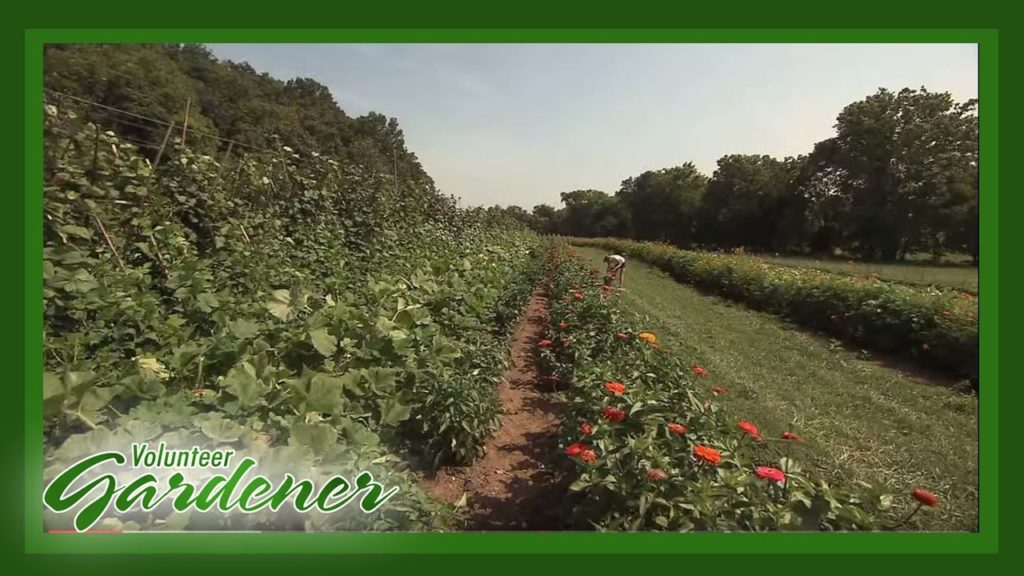 Farming On A Small Scale | Volunteer Gardener