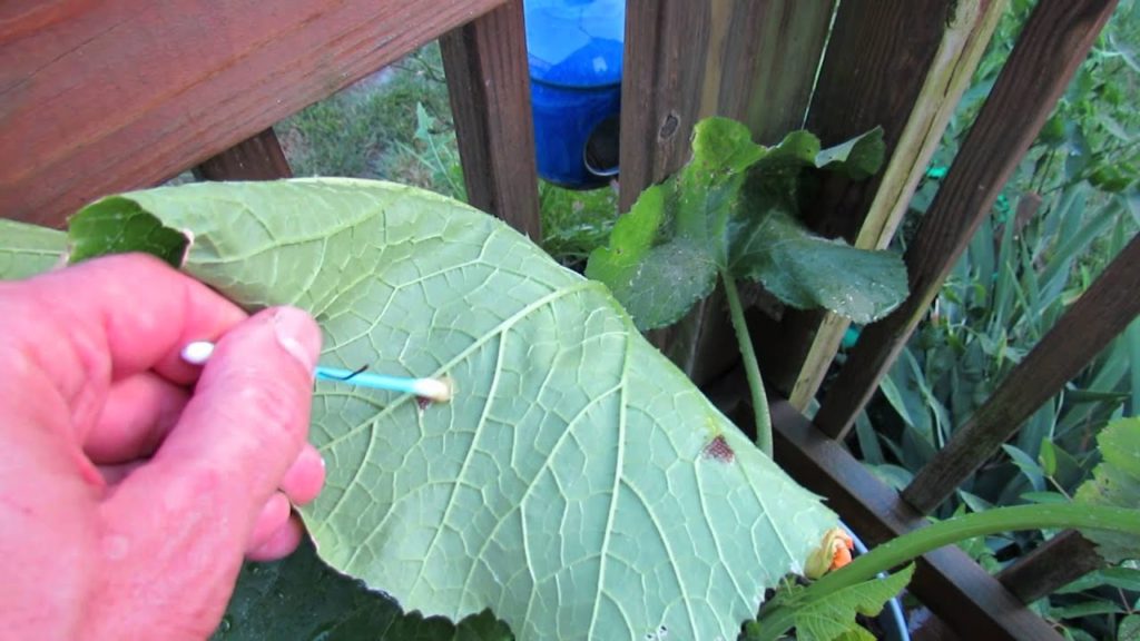 Gary Pilarchik: Identifying Squash Bugs, Their Eggs & Treatment: Squash and Zucchini – TRG 2014 Identifying Squash Bugs, Their Eggs & Treatment: Squash and Zucchini - TRG 2014