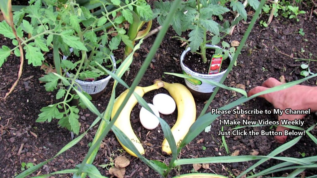 Using Eggs and Bananas as Organic Fertilizer for Tomato Plants: Planting & Growth 2of3