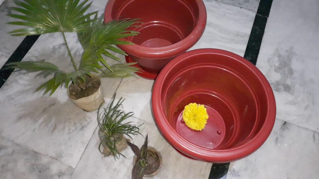 My plants shopping with price || Saharanpur (UP) Nursery Plants shopping || Jyoti Gardening