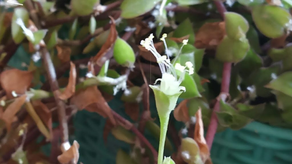 My blooming turtle vine// YASH GARDENERS// turtle plant flowers