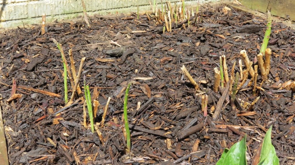 Mulching & Organically  Fertilizing Spring Asparagus: Using Soluble & Insoluble Organic Fertiliizers