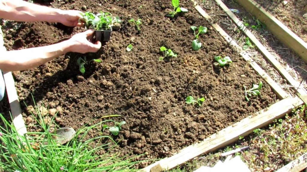 TRG 2012: How to Transplant Kale into a Raised Bed