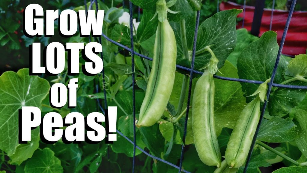 CaliKim: How to Grow Peas- 3 Tips for a Continual Supply, 3 DIY Trellis Ideas // Spring Garden Series #6 How to Grow Peas- 3 Tips for a Continual Supply, 3 DIY Trellis Ideas // Spring Garden Series #6