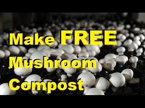 MIgardener: How To Grow Mushrooms & Make Mushroom Compost at Home for FREE! How To Grow Mushrooms & Make Mushroom Compost at Home for FREE!