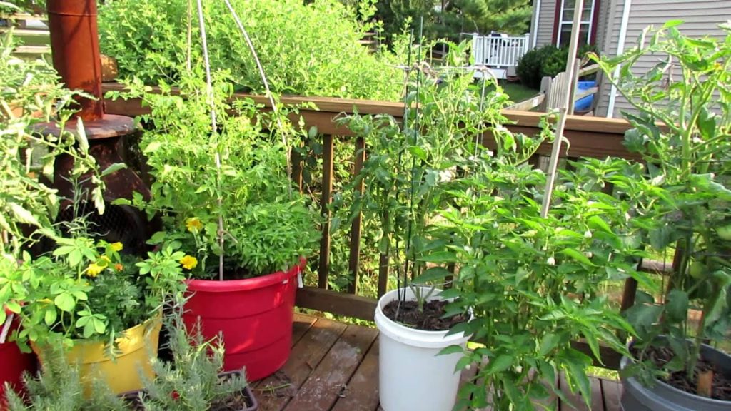 Gary Pilarchik: TRG 2012: Identifying & Treating Blossom End Rot in Large Container Tomatoes TRG 2012: Identifying & Treating Blossom End Rot in Large Container Tomatoes