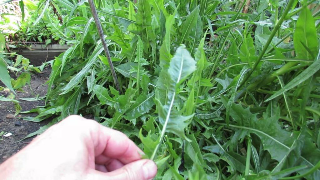 Gary Pilarchik: Introducing Italian Chicory (Dolci Talli): A 3 Season Flawless Garden Green – TRG 2016 Introducing Italian Chicory (Dolci Talli): A 3 Season Flawless Garden Green - TRG 2016