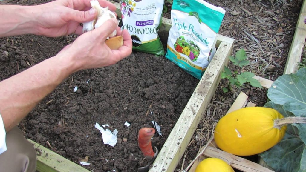 How to Plant Elephant Garlic Plus: Harvesting and Using Elephant Garlic - TRG 2015