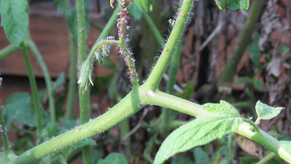 Gary Pilarchik: Identifying Aphids on Tomato Plant & 3 Treatments: Jet Water Spray, Soapy & Smothering Oil Sprays Identifying Aphids on Tomato Plant & 3 Treatments: Jet Water Spray, Soapy & Smothering Oil Sprays