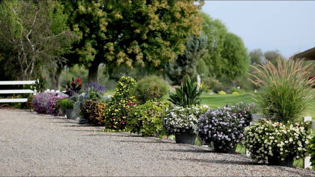 Container Competition September Update! 🌿🌸 // Garden Answer