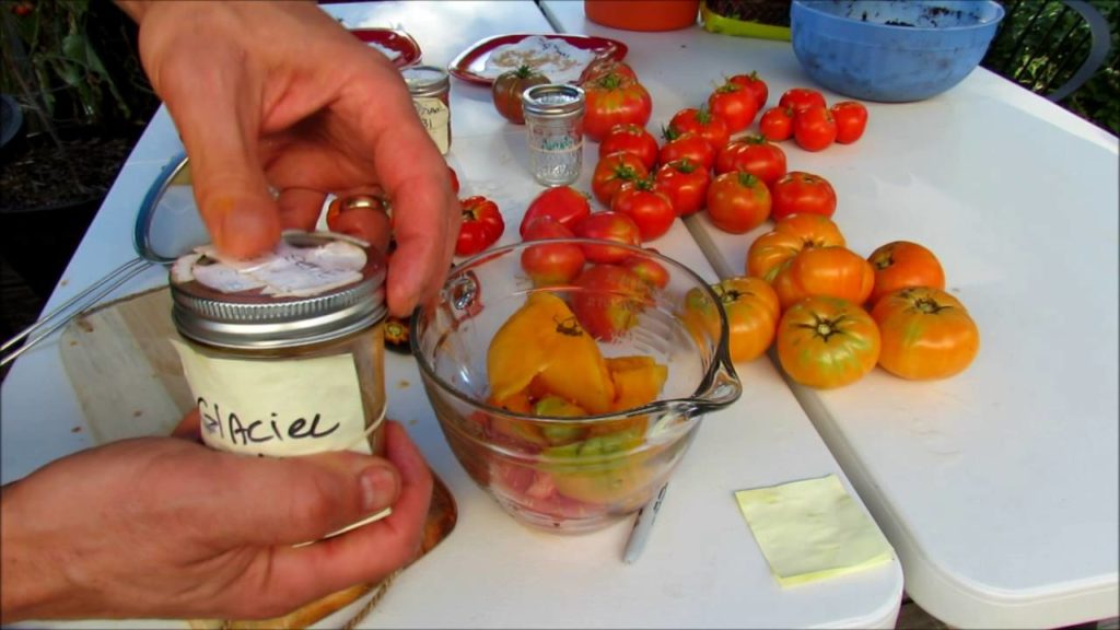 How to Easily  Make Heirloom Tomato Sauce, Save Tomato Seeds & Freeze Sauces: Processing Tomatoes!
