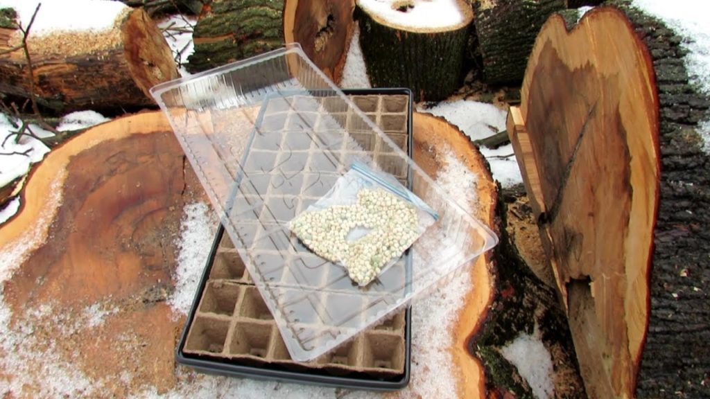 Seed Starting Vegetable Plants In/Outdoors Without Grow-Lights: All the Steps for Peas