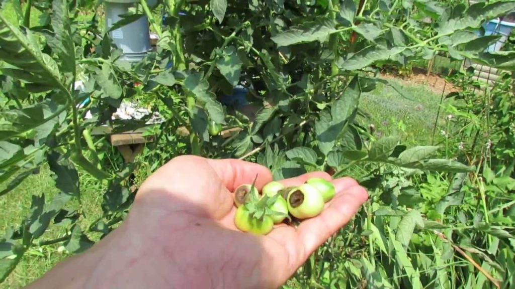 A Brown Tomato Bottom is Blossom End Rot - The Rusted Garden 2013