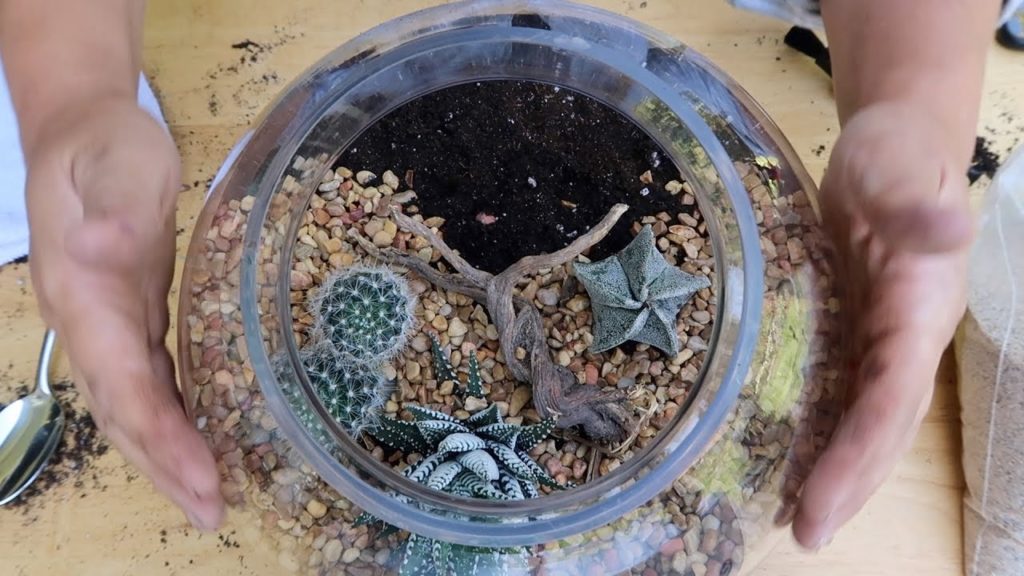 Low Maintenance Cactus & Succulent Terrarium! 💚// Garden Answer