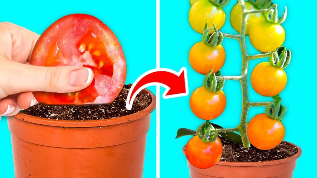 GROW YOUR PLANTS LIKE A REAL PRO || 28 Gardening Hacks For Beginners GROW YOUR PLANTS LIKE A REAL PRO || 28 Gardening Hacks For Beginners