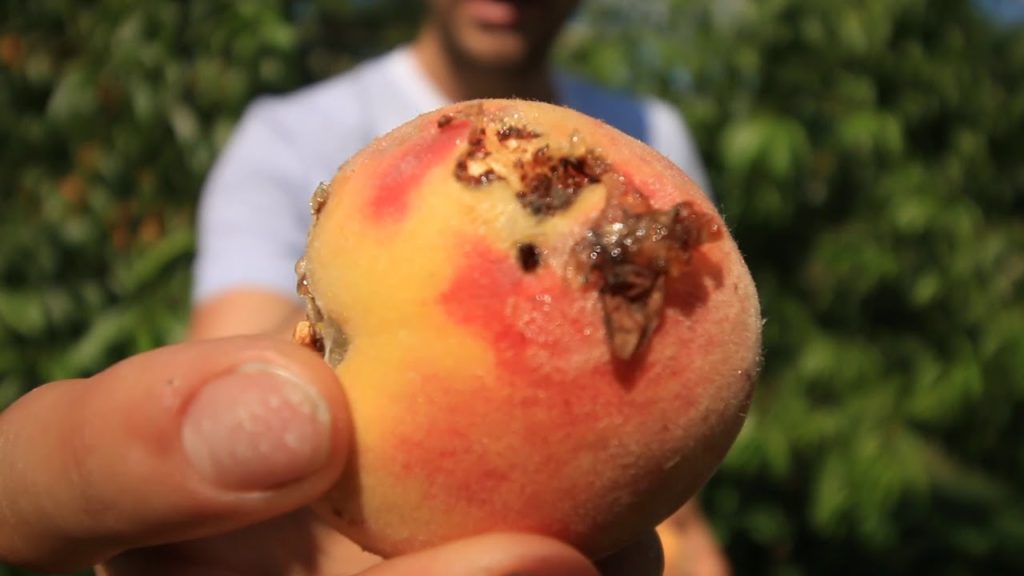 MIgardener: The Biggest Pest For Those Growing Peaches Plums Cherries & Other Stonefruits The Biggest Pest For Those Growing Peaches Plums Cherries & Other Stonefruits