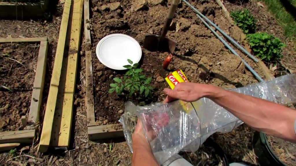 TRG 2012: How to Build A Hot-House Tomato Cage: Get in the Garden Faster!