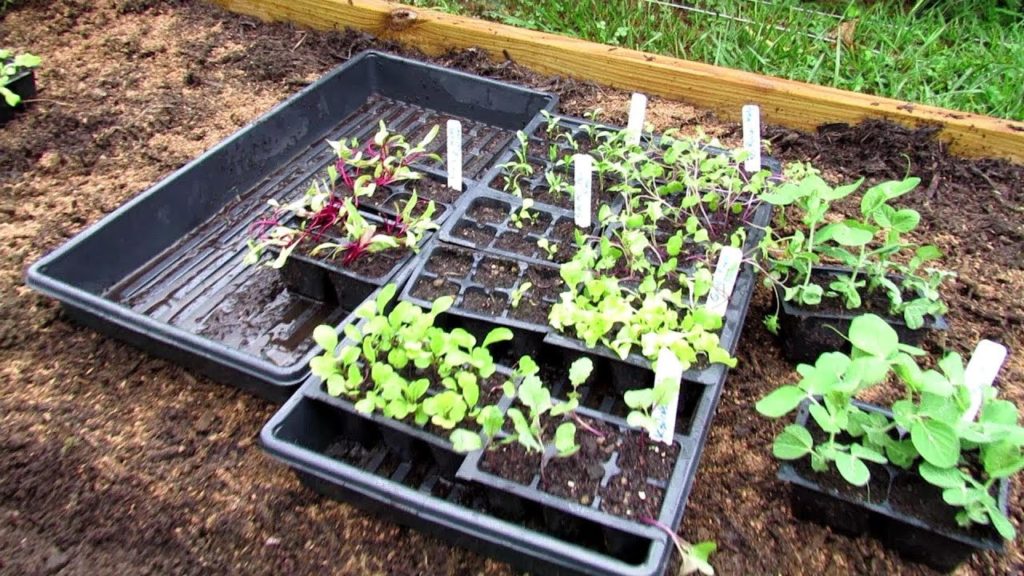 Planting Your Fall Garden Seed Starts in Beds: Planting, Fertilizing & Pest Management- Video (2of2)