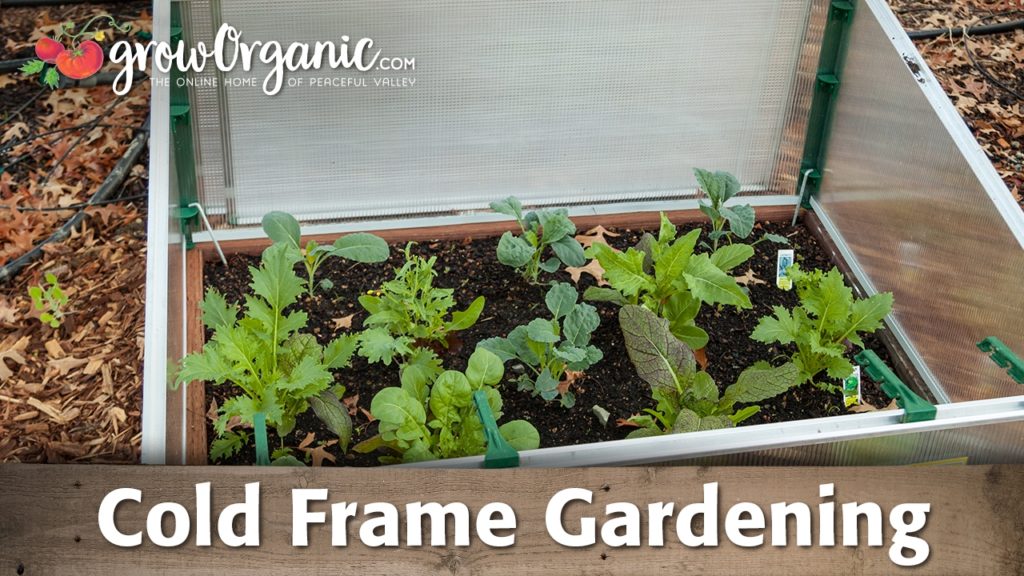 What is Cold Frame Gardening?