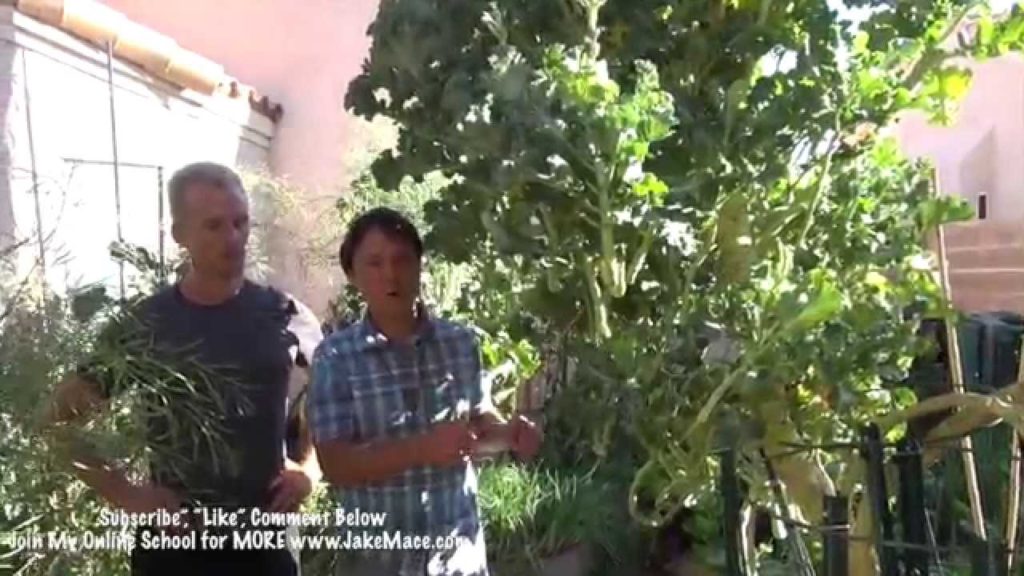 The BEST Las Vegas Backyard Garden – 5 AMAZING Plants for Desert Gardening The BEST Las Vegas Backyard Garden - 5 AMAZING Plants for Desert Gardening