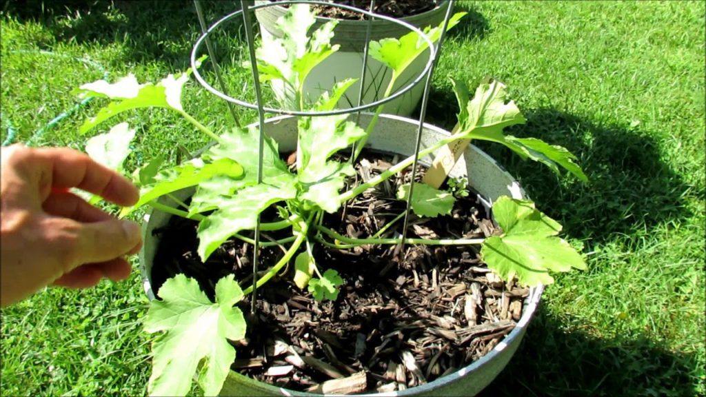 Gary Pilarchik: Vegetable Garden Tour Mid August: A Vacation Watering Tip, Cucumber Seed Saving, Cool Season Crops Vegetable Garden Tour Mid August: A Vacation Watering Tip, Cucumber Seed Saving, Cool Season Crops