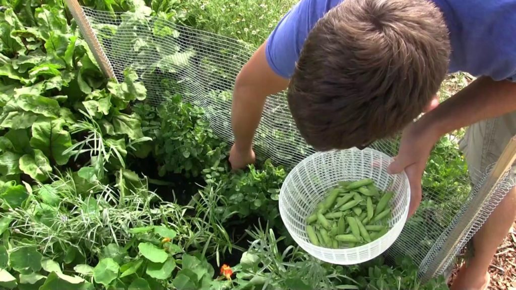 MIgardener: Harvesting Peas from 8 Inch Tall Plants! Harvesting Peas from 8 Inch Tall Plants!