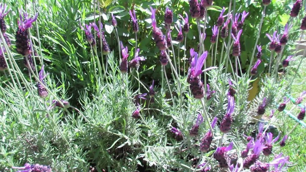 Before and After: Lavender Transplants and Mature Plants - The Rusted Garden 2013