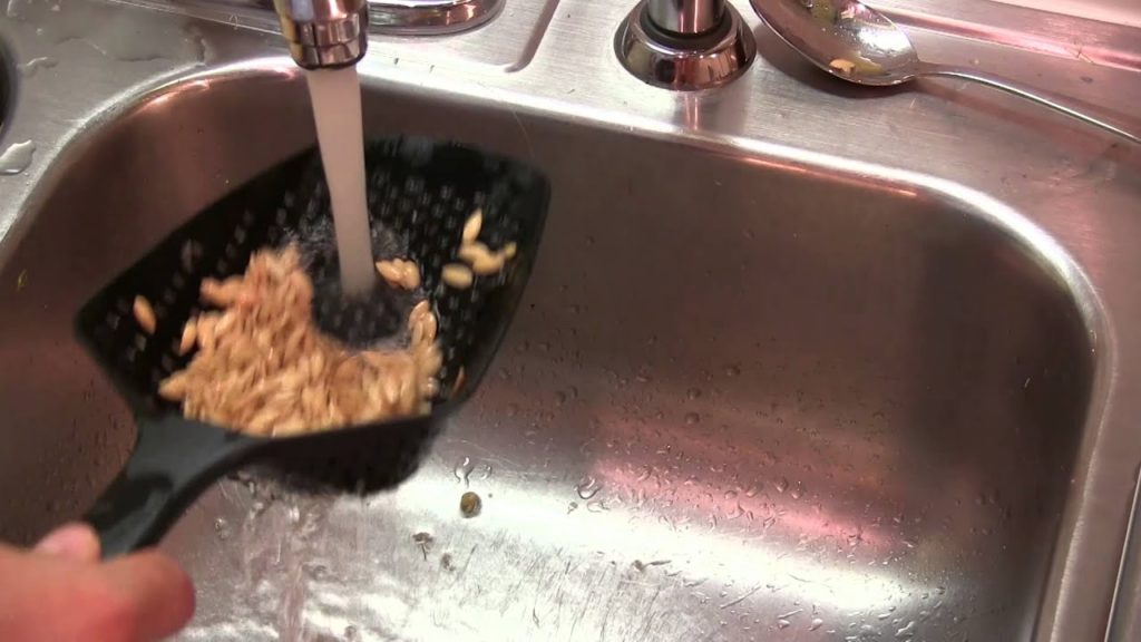MIgardener: How to Save Melon Seeds – Cantaloupe How to Save Melon Seeds - Cantaloupe