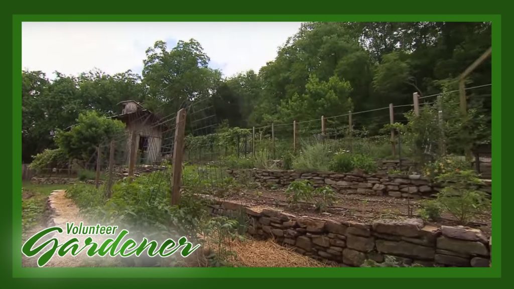 Terraced Vegetable Garden | Volunteer Gardener Terraced Vegetable Garden | Volunteer Gardener