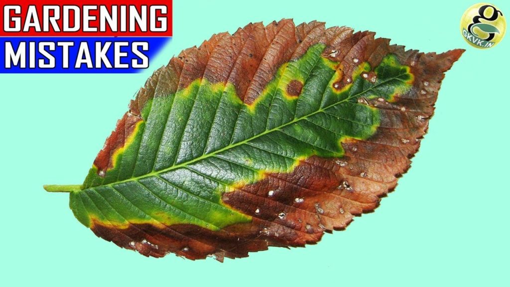 15 MAJOR GARDENING MISTAKES | Gardening Tips for Beginners