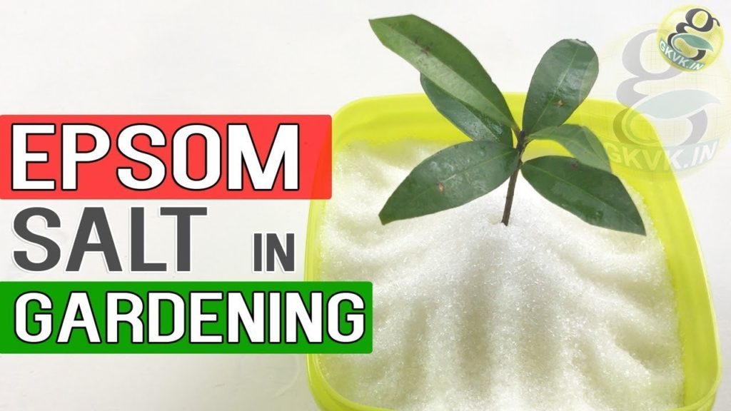 EPSOM SALT IN GARDENING | Benefits in Gardening, Plants and Soil | Garden Tips EPSOM SALT IN GARDENING | Benefits in Gardening, Plants and Soil | Garden Tips
