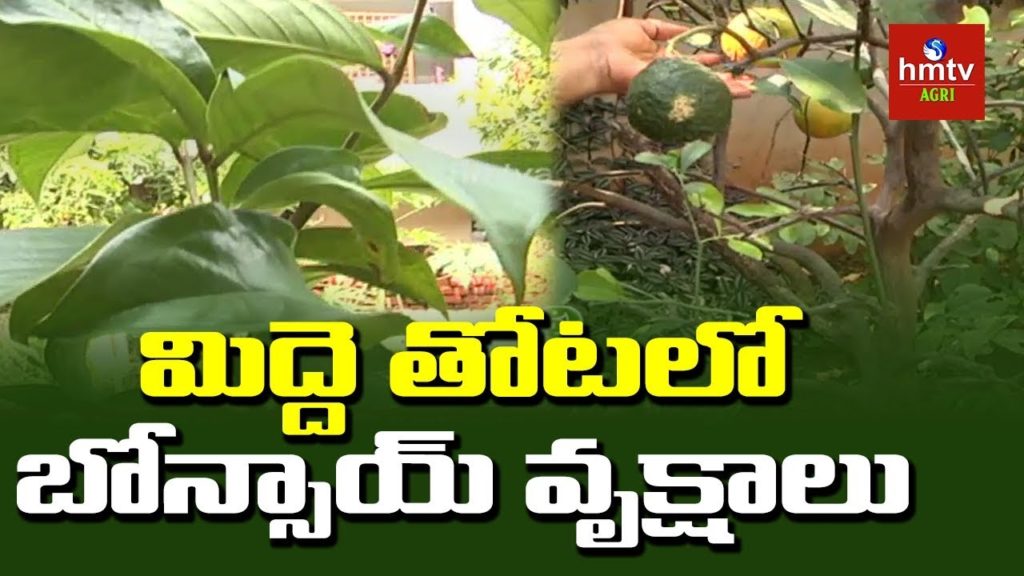 Medicinal Plants Farming In Home | Terrace Gardening by Padmaja | Warangal | hmtv Agri