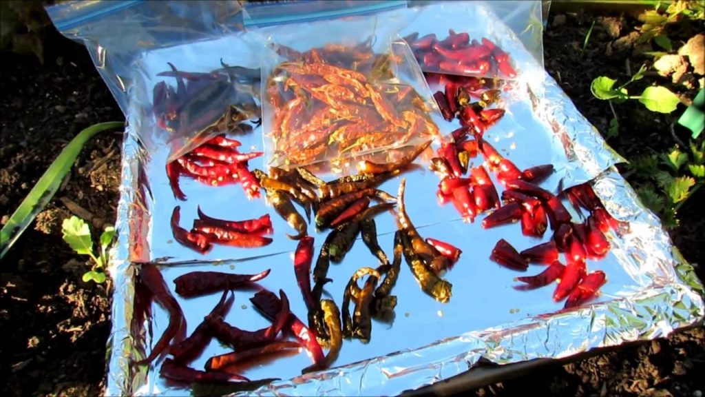 Gary Pilarchik: How to Oven Dry/Seed Save Hot Cayenne Peppers & Facing Heaven Peppers or Any Garden Pepper! How to Oven Dry/Seed Save Hot Cayenne Peppers & Facing Heaven Peppers or Any Garden Pepper!