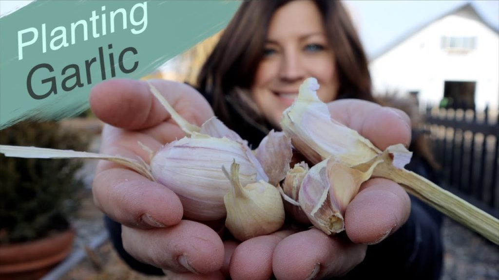 Better Late Than Never- Planting Garlic! 👩‍🌾🌿// Garden Answer