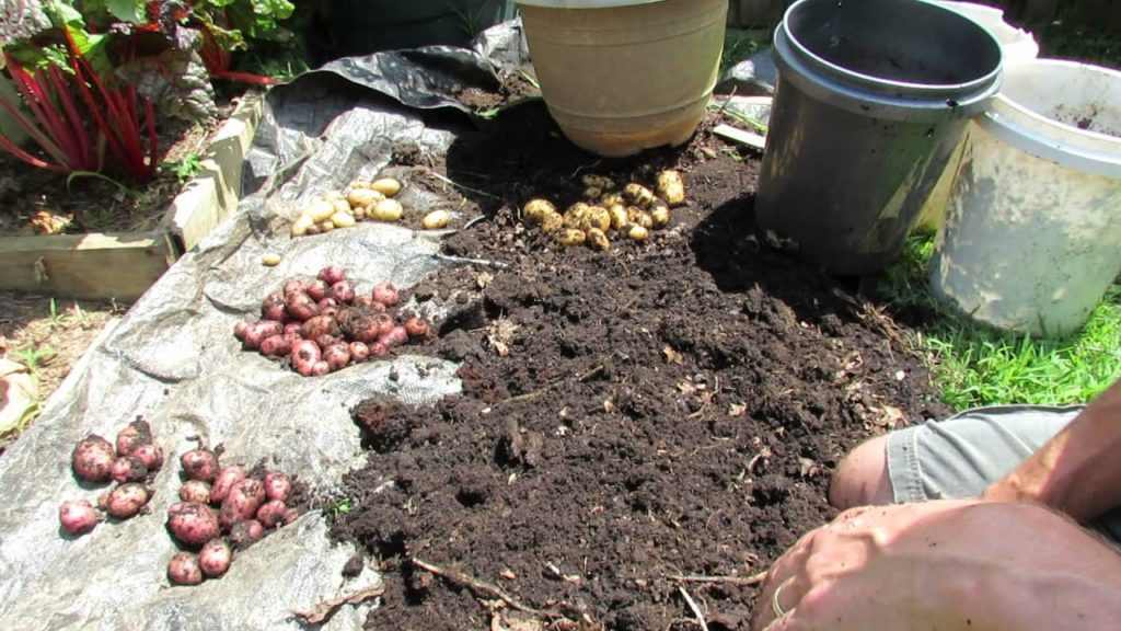 Container Potato Yield, Weigh In, Potato Tips and Lessons Learned - TRG 2014