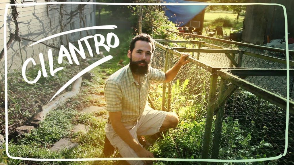 Growing Cilantro - My Struggles