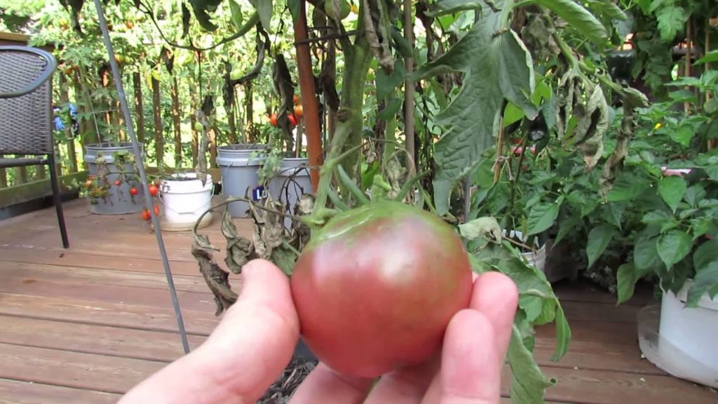 Great Container Tomatoes: The 'Black Krim' Heirloom - The Rusted Garden 2013