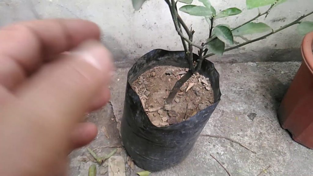 Container Gardening : Paano Pabungahin ang Kalamansi